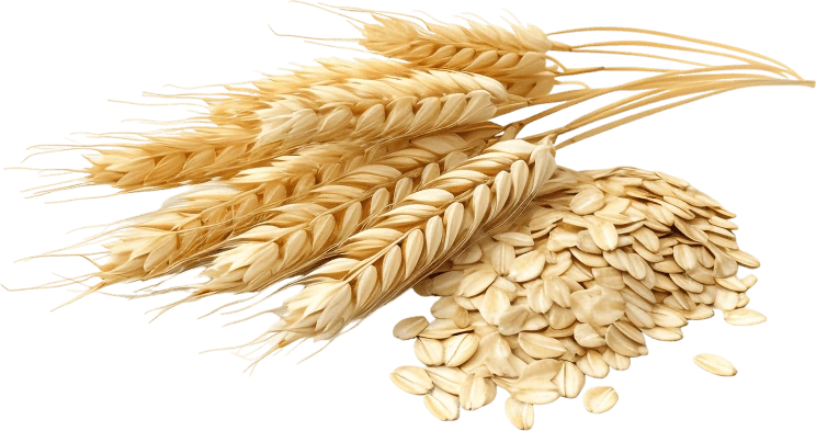 Beta-Glucanase ingredient representation